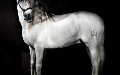 Revoltoso, el caballo de raza española más puro del mundo