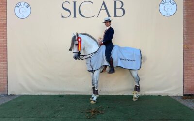 Nuestro ejemplar Altanero CCIII, junto a Ignacio Bonmatí, primer clasificado en la Copa ANCCE de equitación de trabajo en SICAB