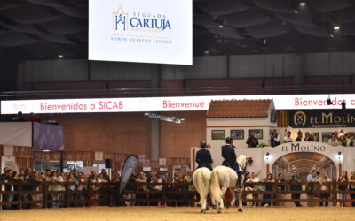 Resumen SICAB 2024: Tres caballos en el podio engalanan la participación de Yeguada Cartuja