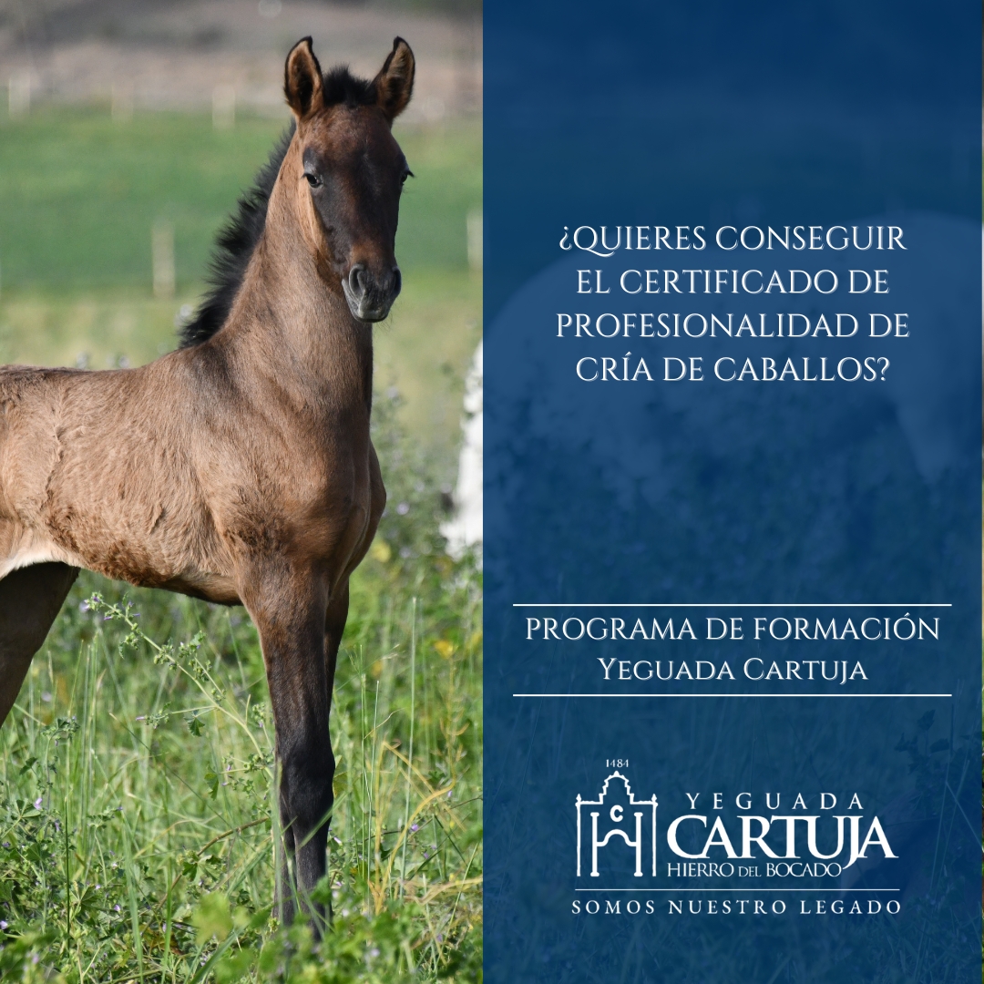 Cria de caballos