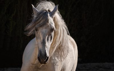 Yeguada Cartuja presenta su espectáculo nocturno «Noches de la Yeguada»