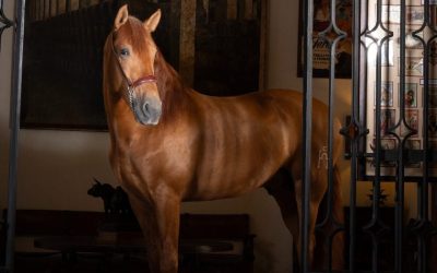 Holandés XVII, primer caballo cartujano en el Campeonato del Mundo