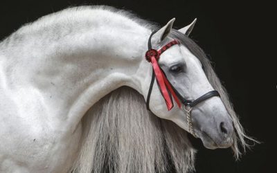 Caballos del Hierro del Bocado por el mundo: Rancho El Encanto y el legado del Caballo Cartujano en California