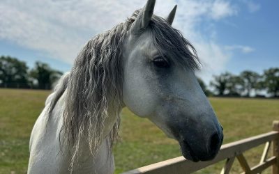 Caballos del Hierro del Bocado por el mundo: Guapetón XXVII, el Señor de los Bosques de Oxfordshire