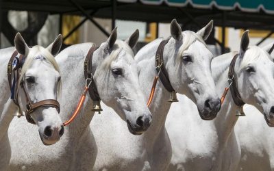 La cobra de yeguas de Yeguada Cartuja Hierro del Bocado