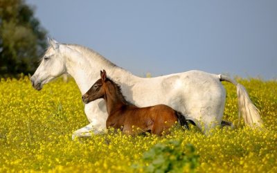 EXPASA Yeguada Cartuja se integra en el consorcio del nuevo Centro Nacional de Referencia en Bienestar Animal (CENARBA)