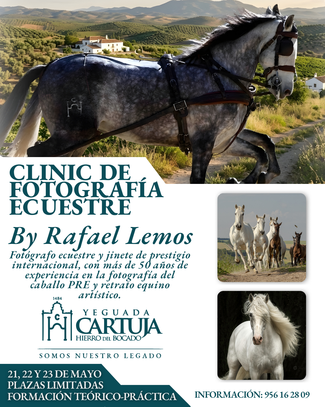 Clinic de fotografía ecuestre fotografiando caballos PRE en Yeguada Cartuja