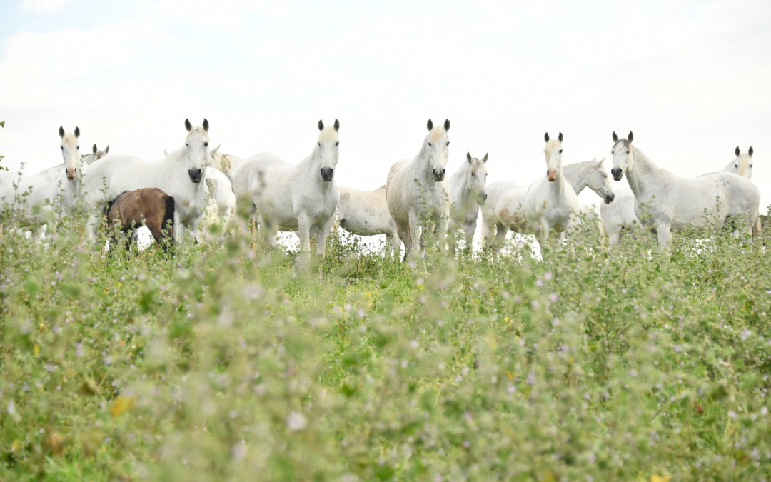 Colaboración entre CENARBA y RFHE para el bienestar equino en el sector ecuestre