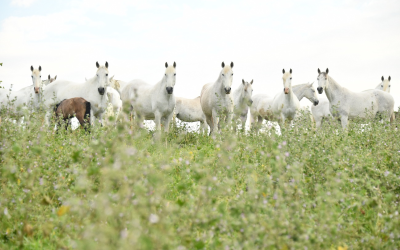 CENARBA y la Real Federación Hípica Española abren una vía de colaboración para aunar esfuerzos en bienestar equino