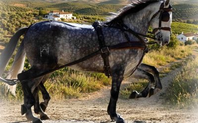 La Yeguada Cartuja abre sus puertas a la fotografía ecuestre con un interesante clinic de la mano del fotógrafo D. Rafael Lemos