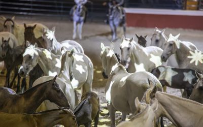 Cuenta atrás para Las Noches de la Yeguada: El espectáculo más mágico del verano comienza este viernes