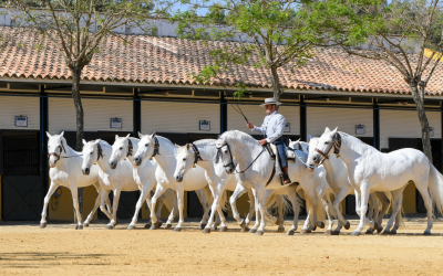 Yeguada Cartuja llevará por primera vez a Gines el legado histórico del caballo cartujano en una exhibición única bajo el título «Cinco Siglos del Caballo Cartujano»